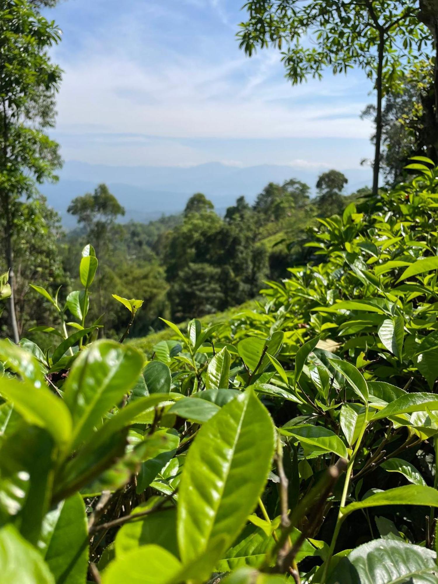 Bellwood Hills Resort & Spa Kandy Eksteriør billede