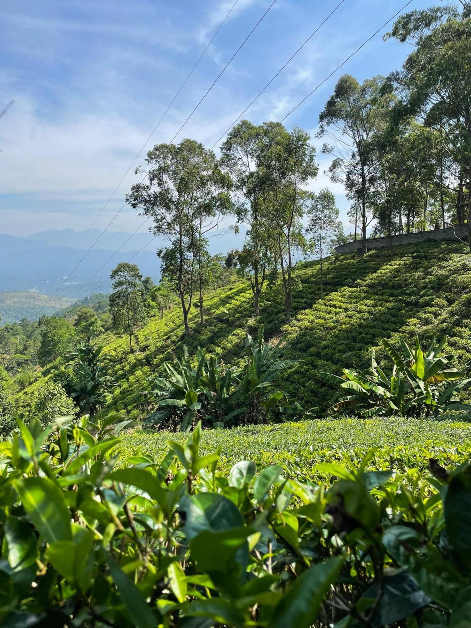 Bellwood Hills Resort & Spa Kandy Eksteriør billede