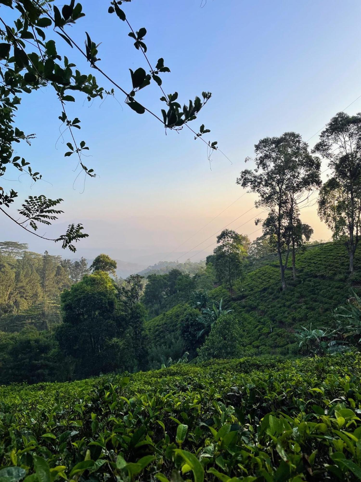 Bellwood Hills Resort & Spa Kandy Eksteriør billede