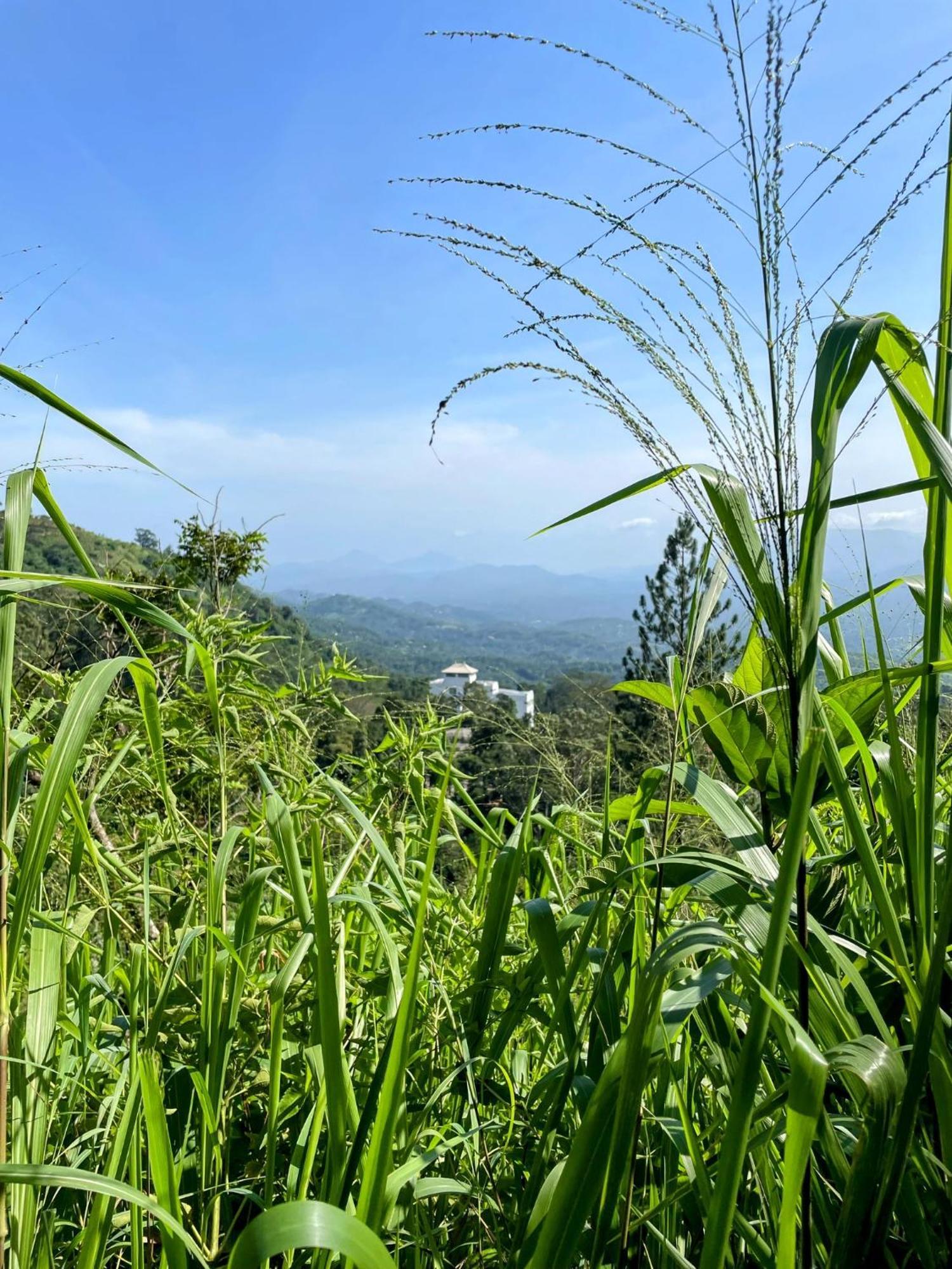 Bellwood Hills Resort & Spa Kandy Eksteriør billede